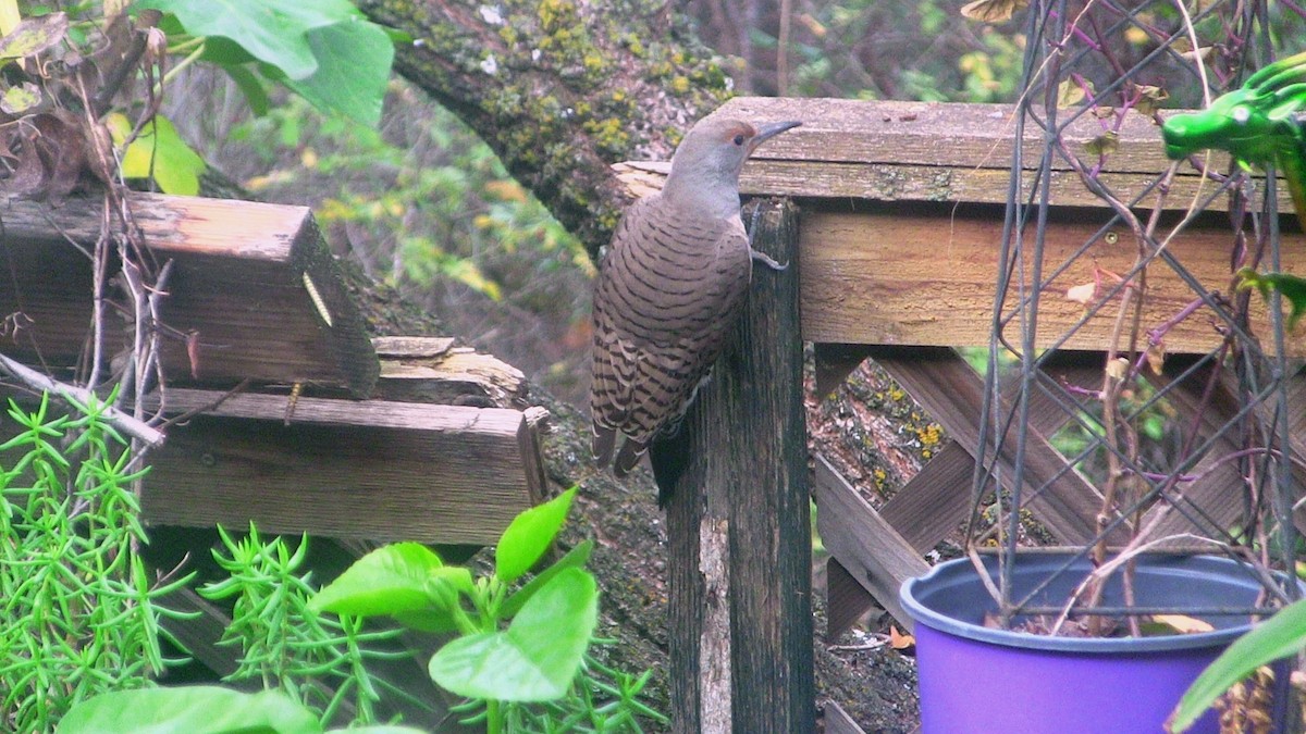Northern Flicker - ML646452484