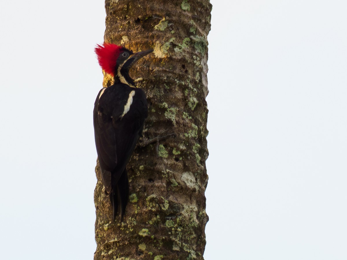 Lineated Woodpecker - ML646452485