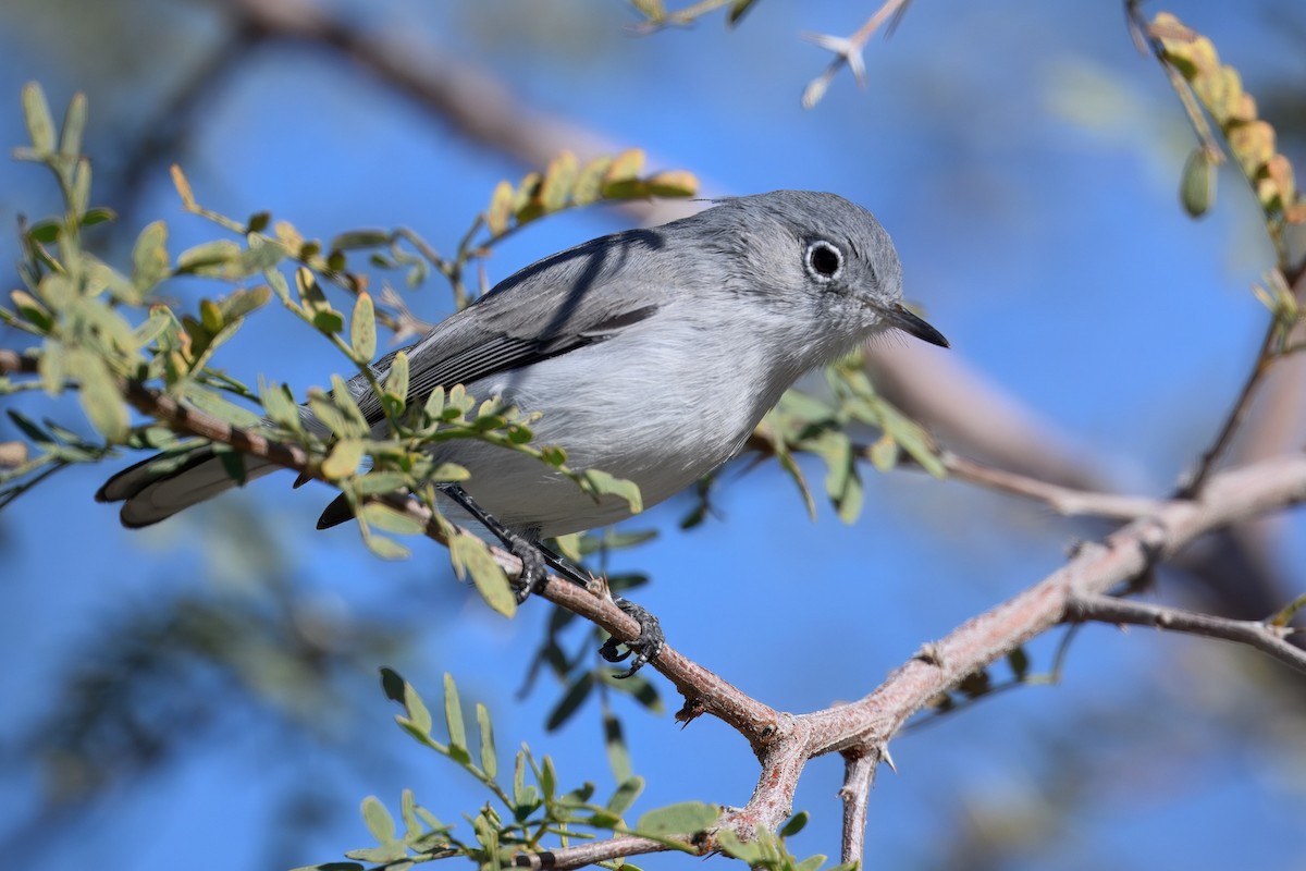 Blue-gray Gnatcatcher - ML646452486