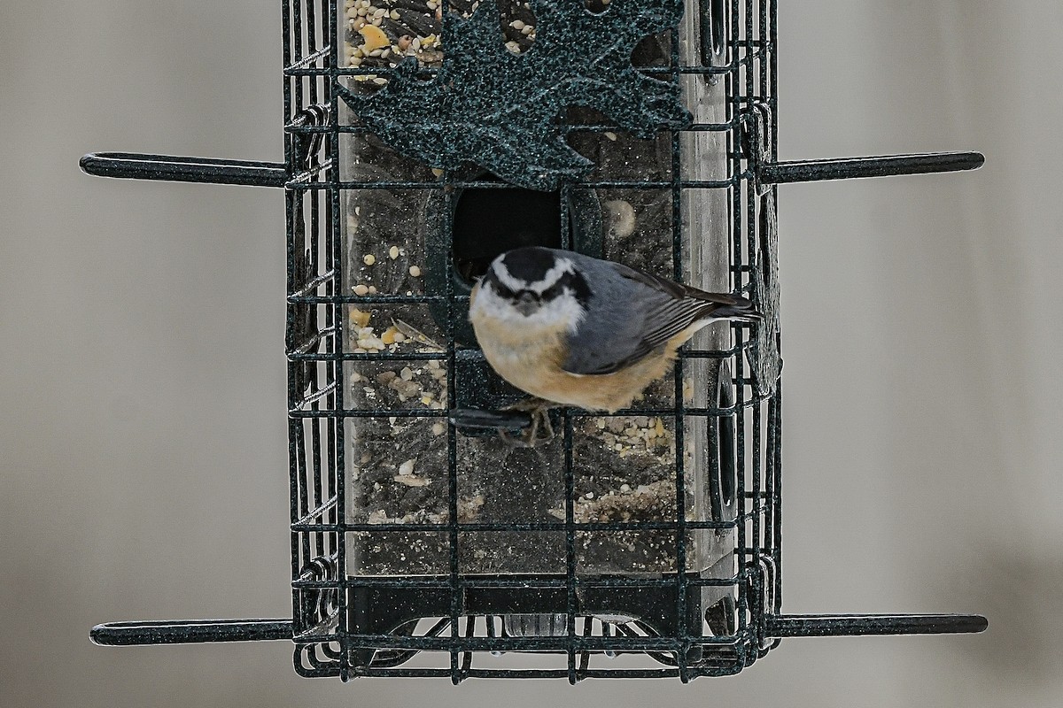 Red-breasted Nuthatch - ML646452487
