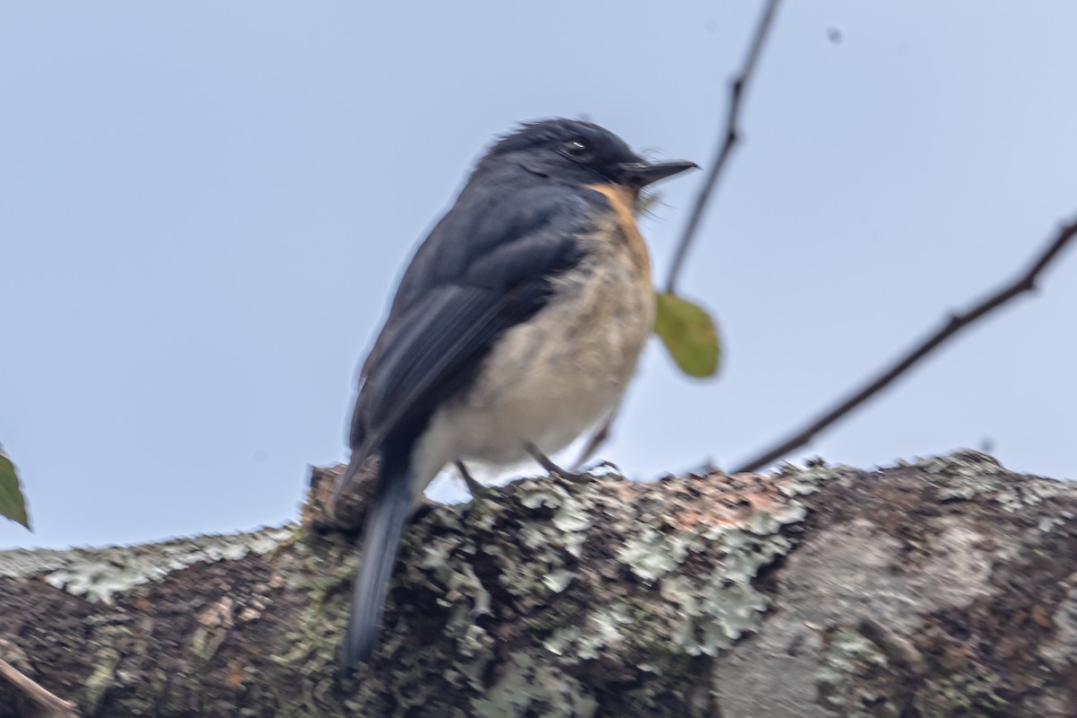 Tickell's Blue Flycatcher - ML646452488