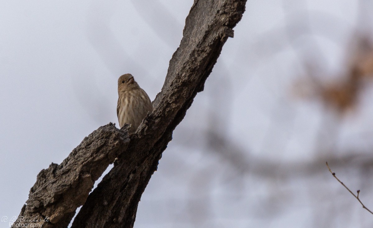 House Finch - ML646452489