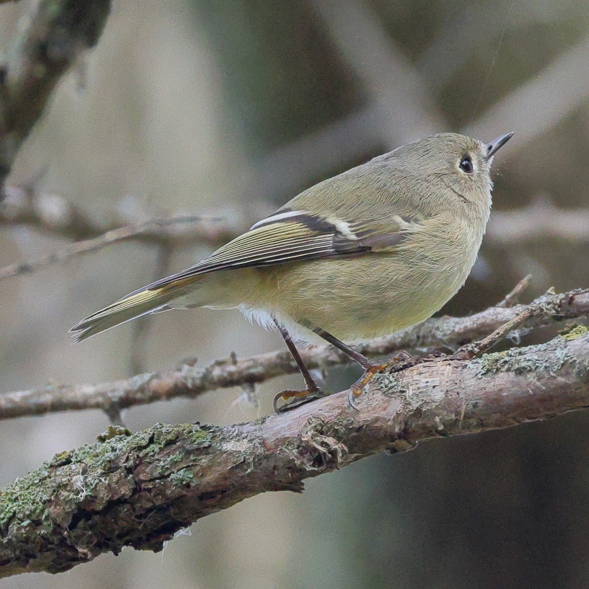 Ruby-crowned Kinglet - ML646452492