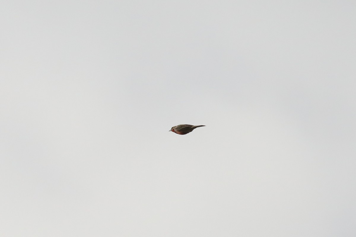 Rosy-throated Longclaw - ML646452494