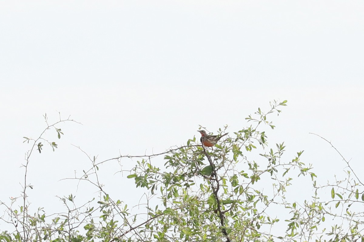 Rosy-throated Longclaw - ML646452495