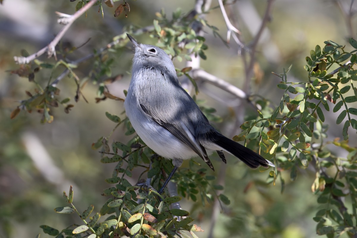 Blue-gray Gnatcatcher - ML646452496