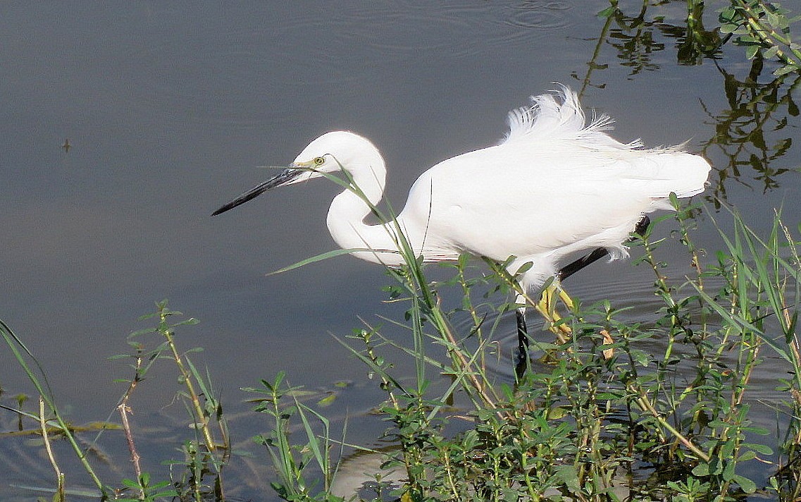 Little Egret - ML646452498