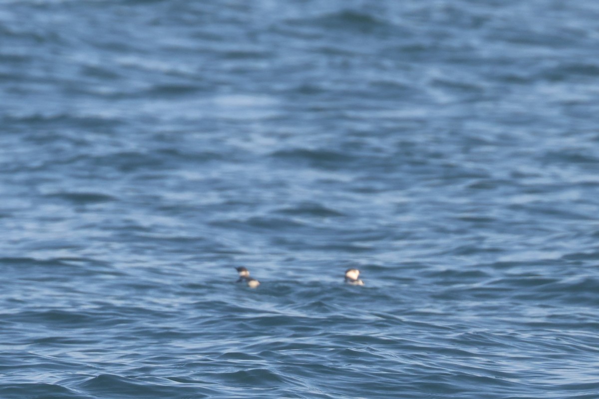 murrelet sp. - ML646452499