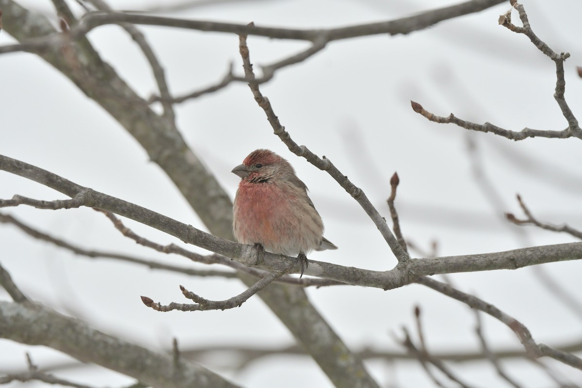 House Finch - ML646452503