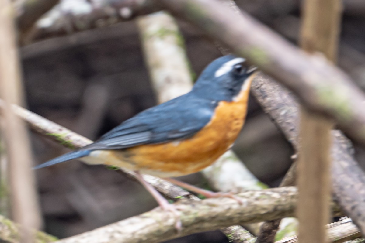 Indian Blue Robin - ML646452504