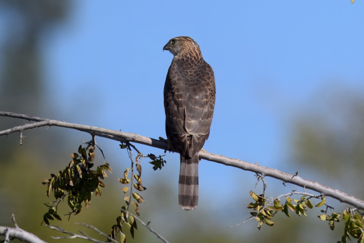 Cooper's Hawk - ML646452505