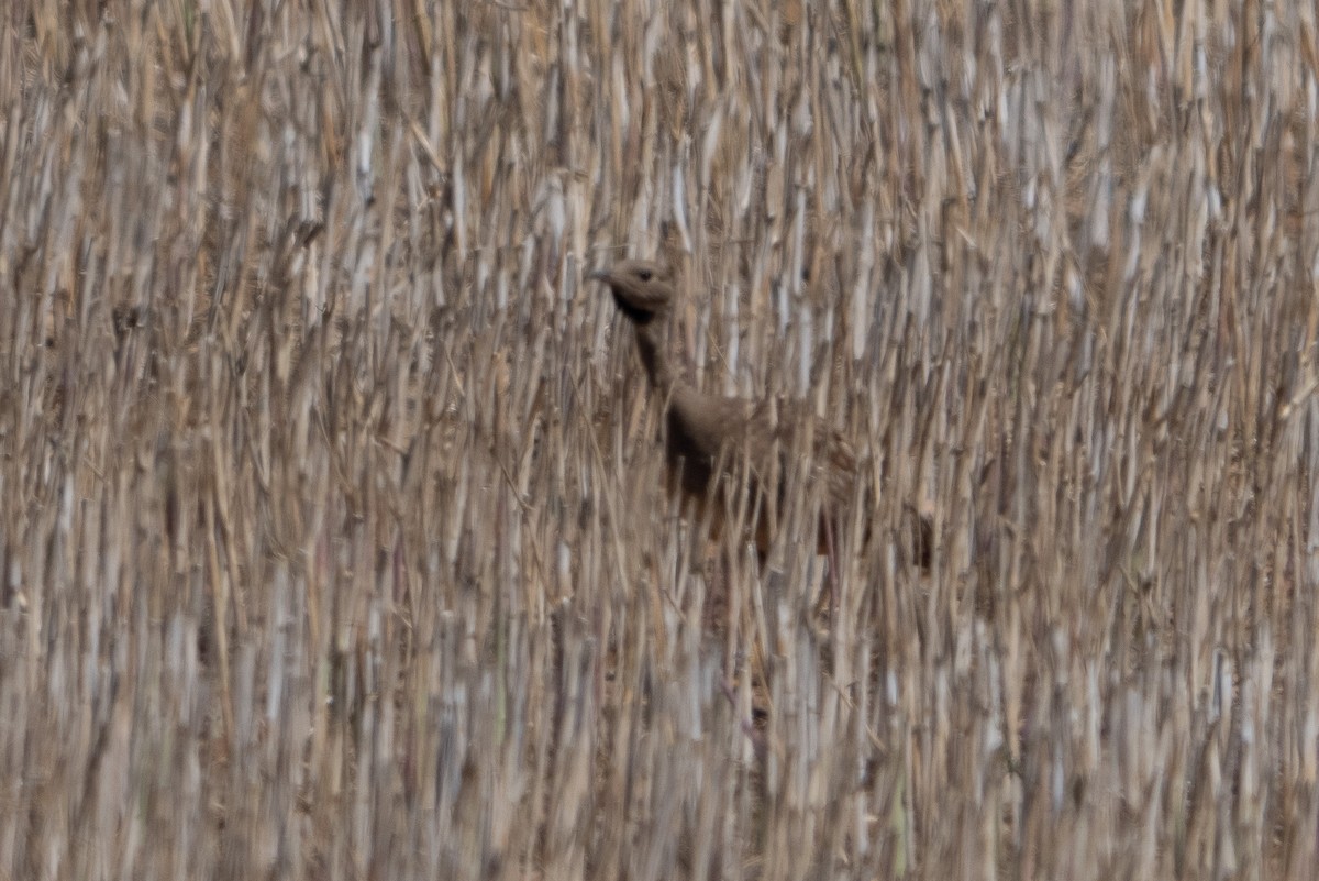 Корхаан чорногорлий - ML646452511