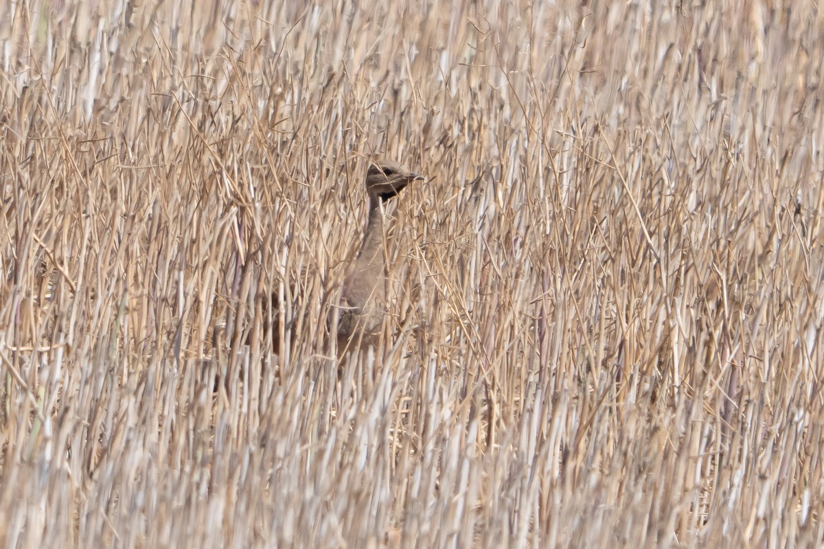 Корхаан чорногорлий - ML646452512