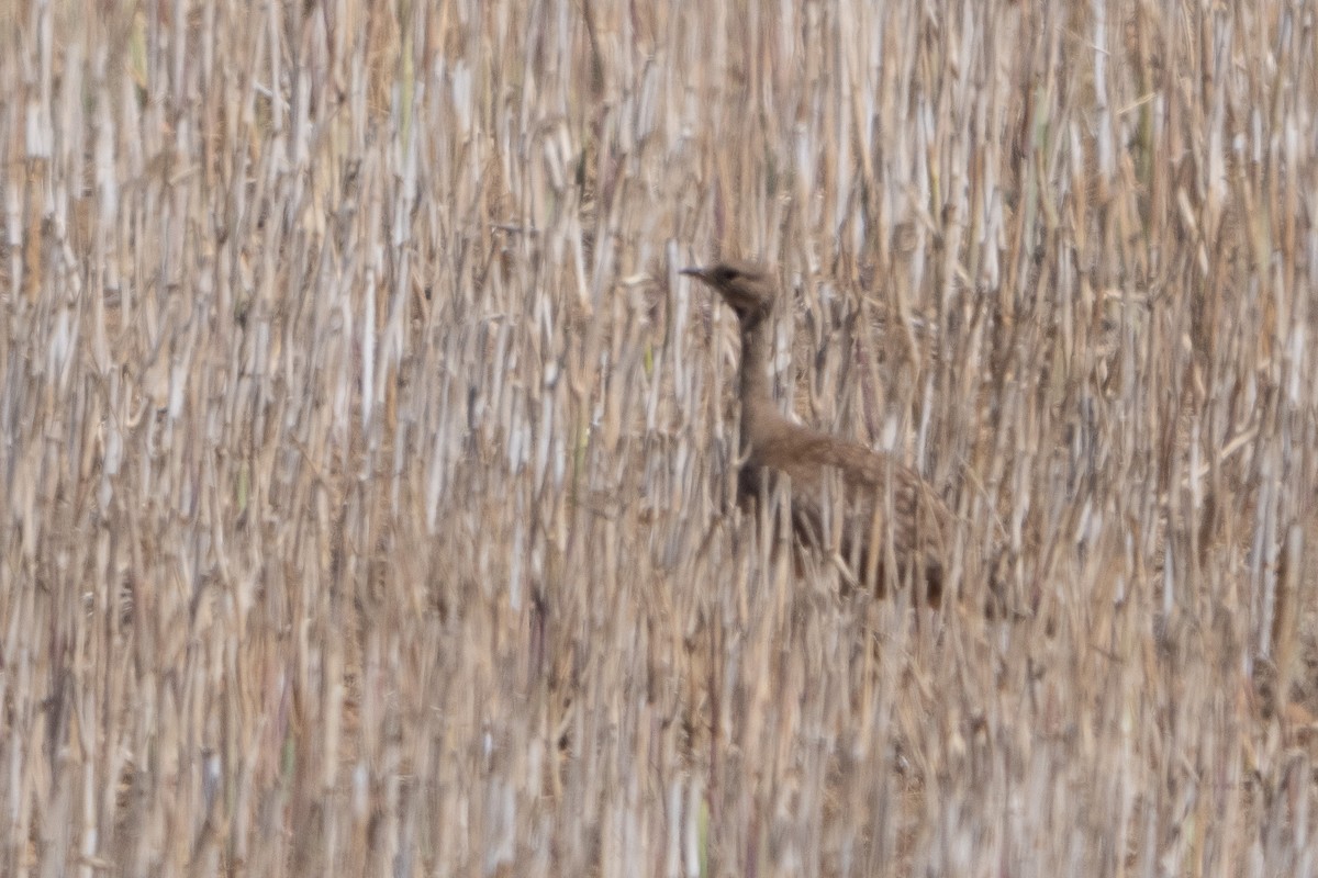 Корхаан чорногорлий - ML646452513