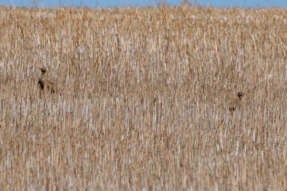Корхаан чорногорлий - ML646452514