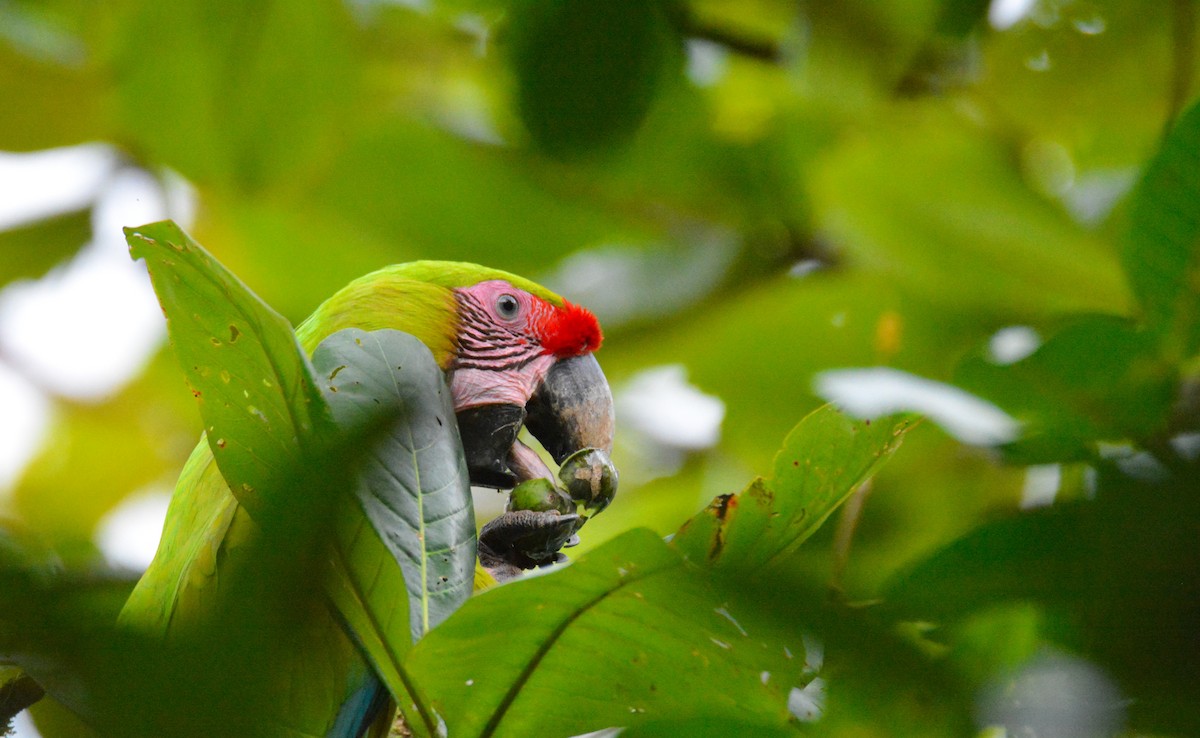 Great Green Macaw - ML646452515