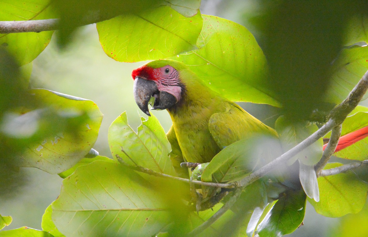 Great Green Macaw - ML646452516
