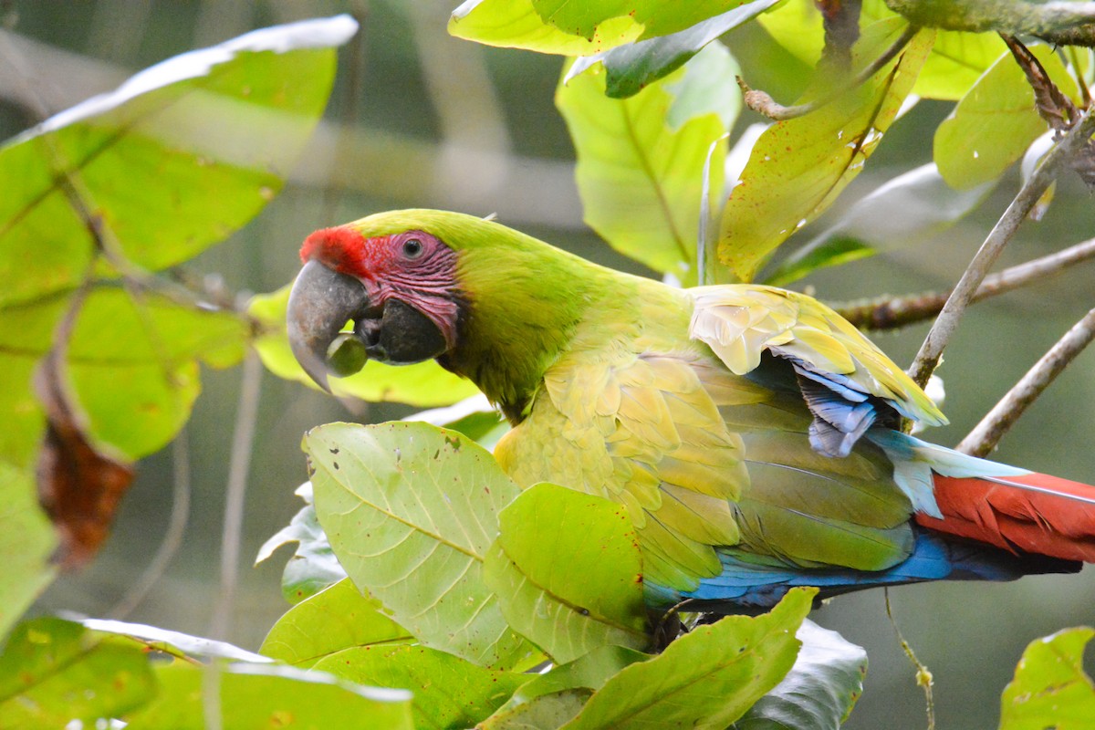 Great Green Macaw - ML646452517