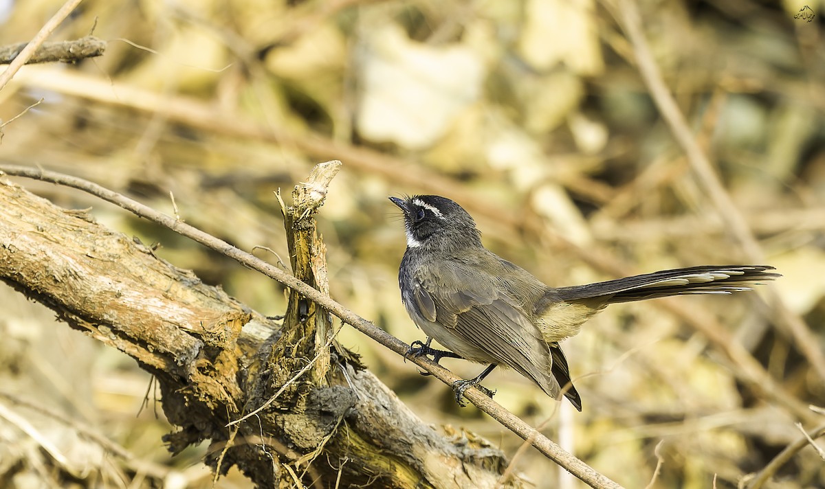 Spot-breasted/White-browed Fantail - ML646452518