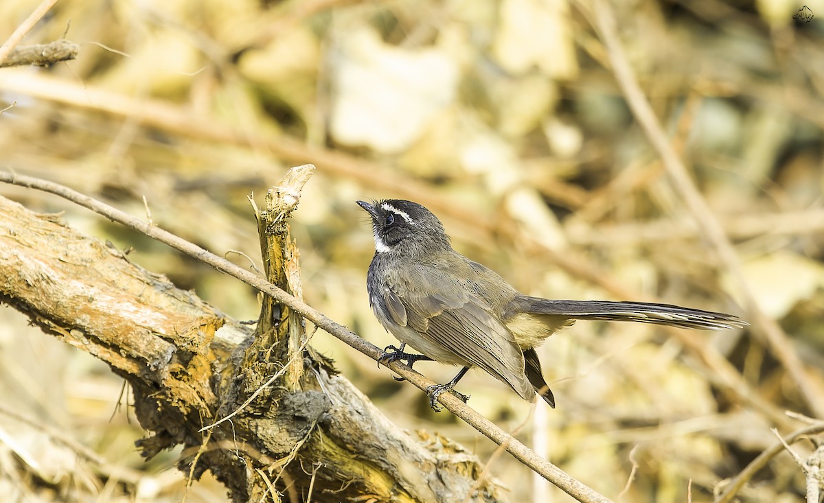 Spot-breasted/White-browed Fantail - ML646452519