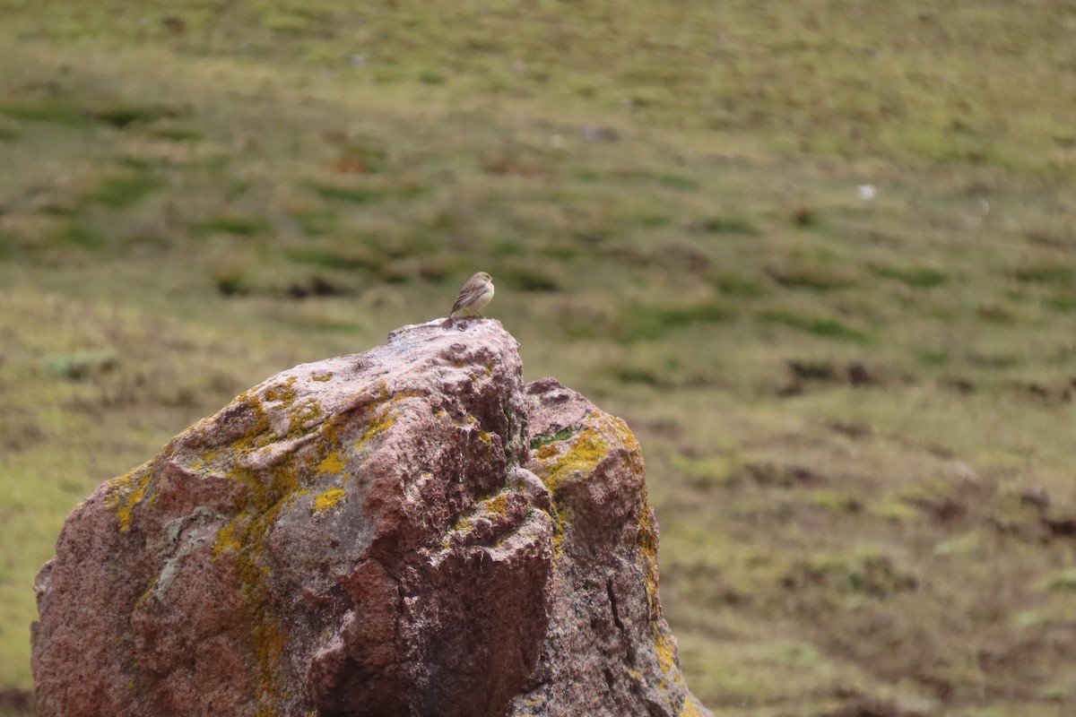 Bright-rumped Yellow-Finch - ML646452521