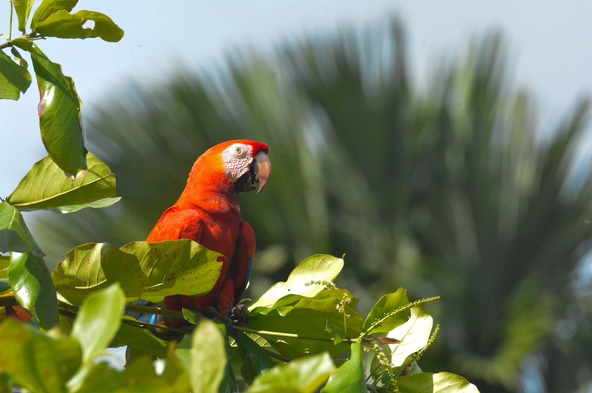 Scarlet Macaw - ML646452522