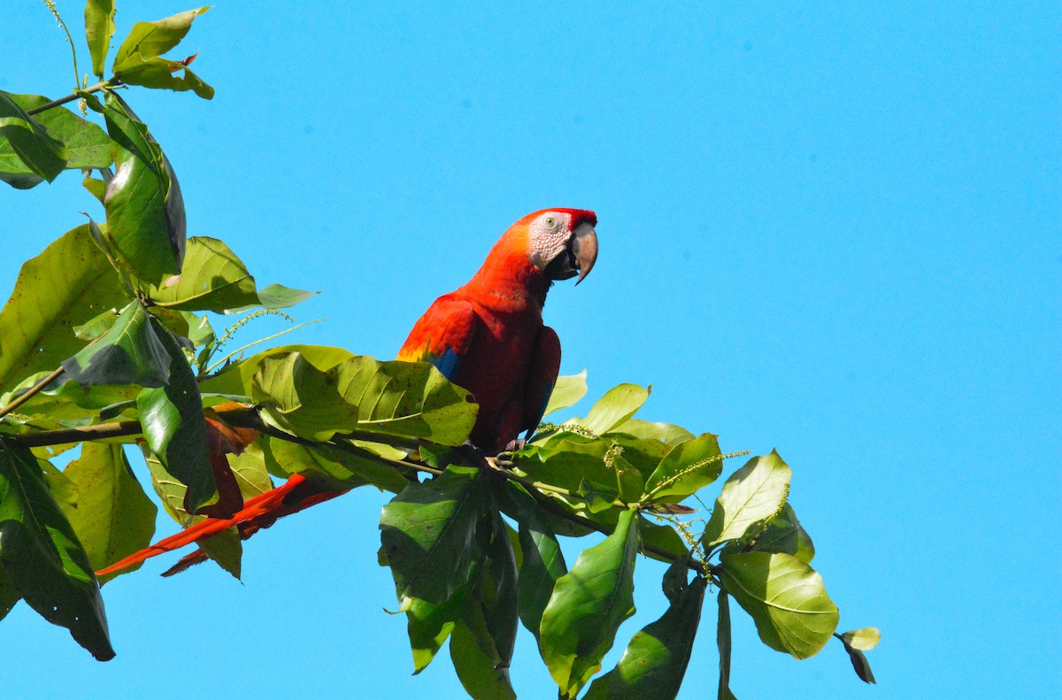 Scarlet Macaw - ML646452523