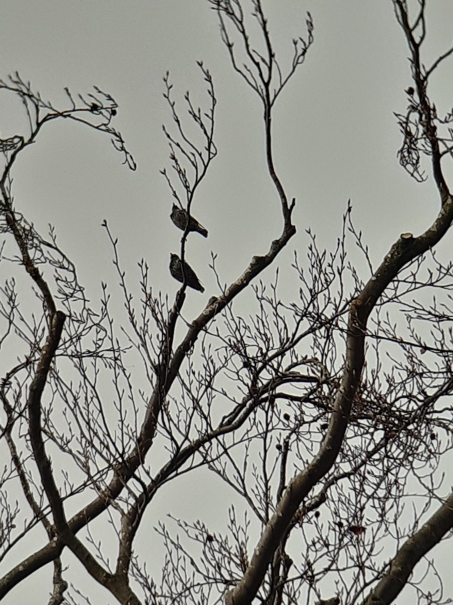 זרזיר מצוי - ML646452524