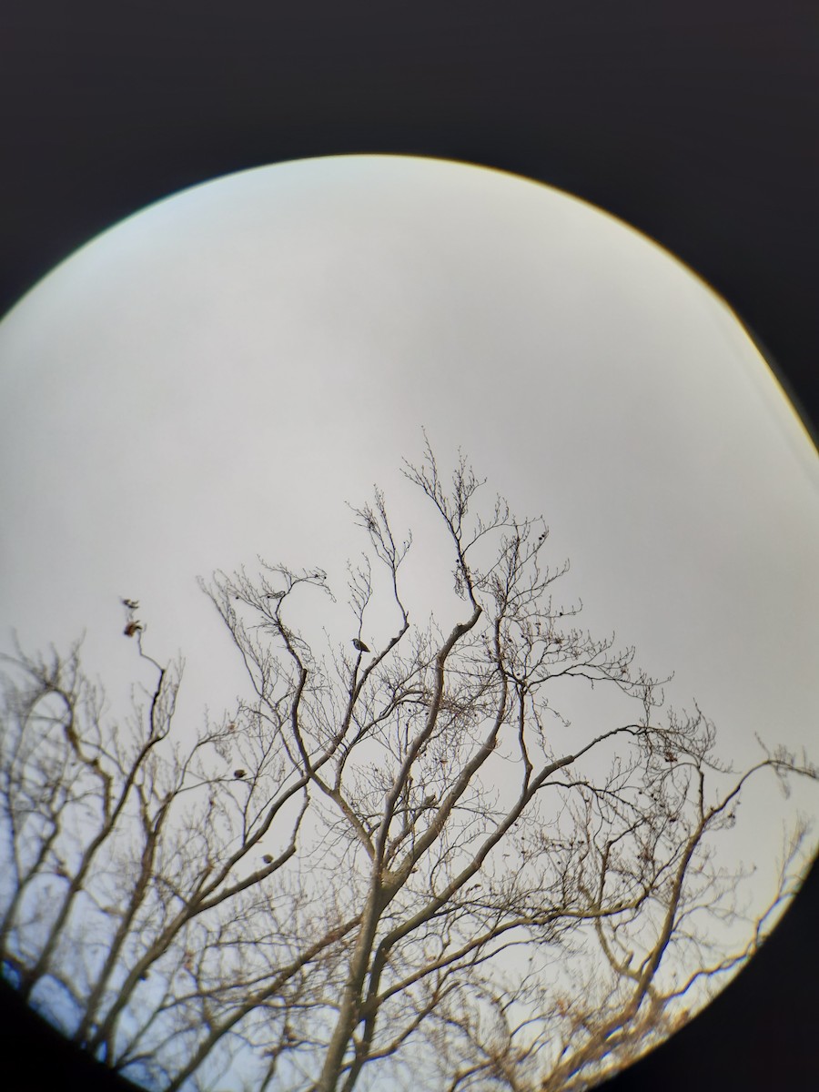 זרזיר מצוי - ML646452525