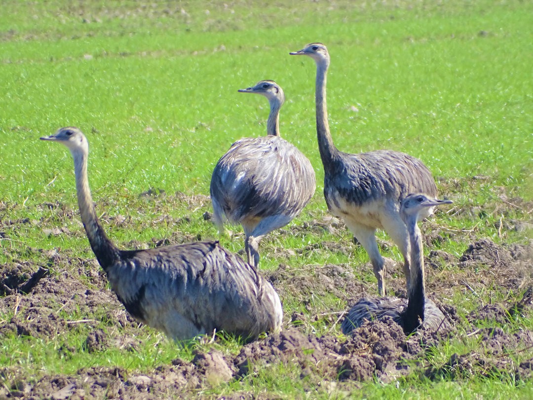 Ñandu nagusia - ML646452526