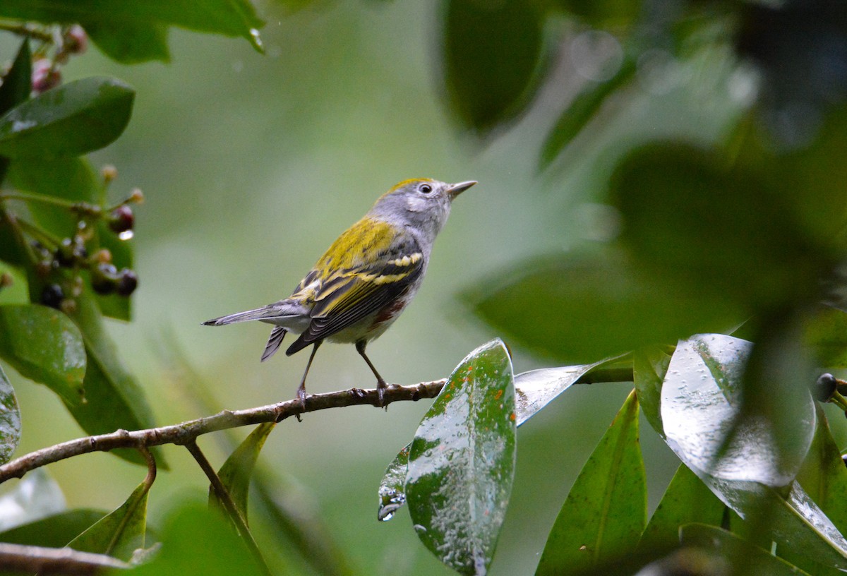 Chestnut-sided Warbler - ML646452536