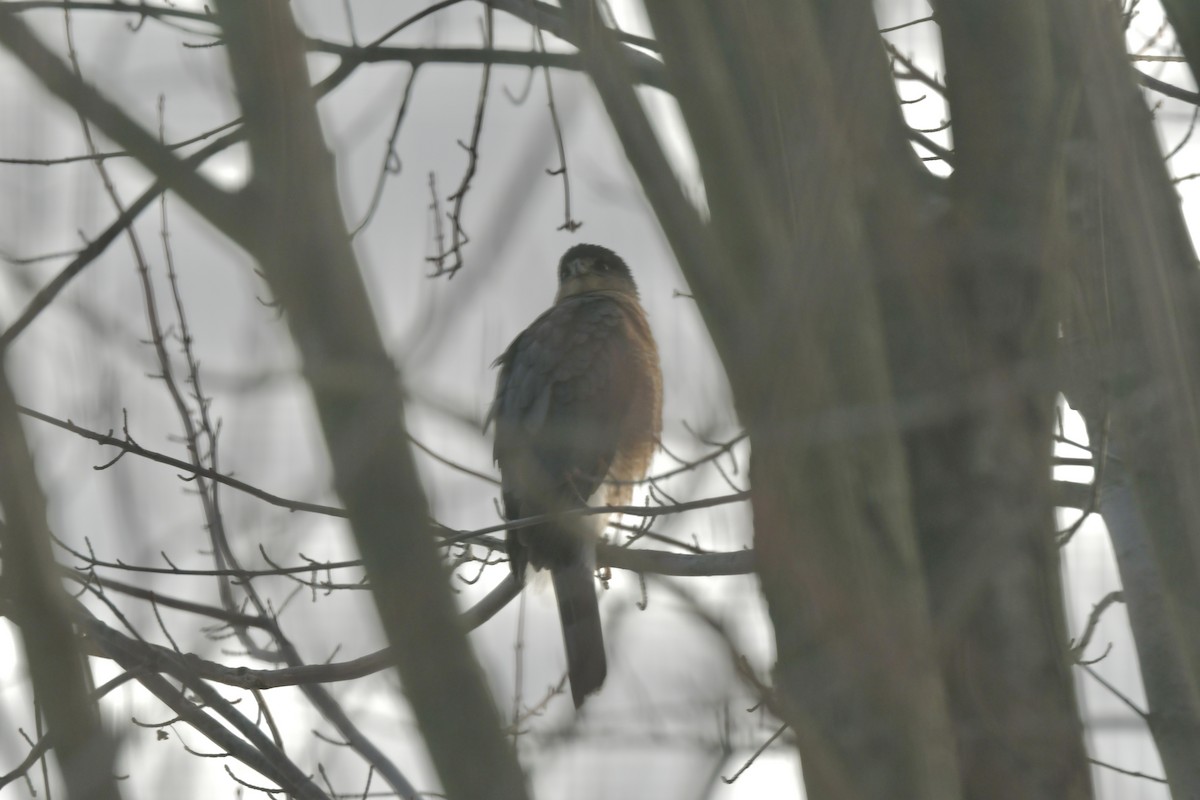 Cooper's Hawk - ML646452537