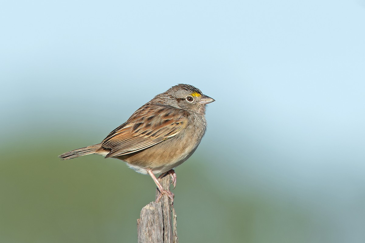 Grassland Sparrow - ML646452540
