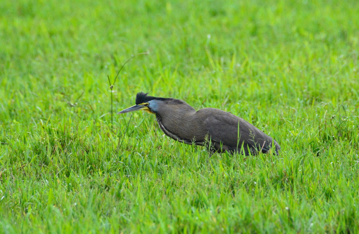 Bare-throated Tiger-Heron - ML646452542