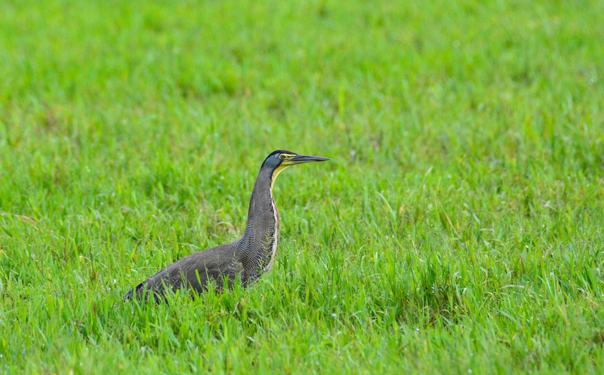 Bare-throated Tiger-Heron - ML646452543