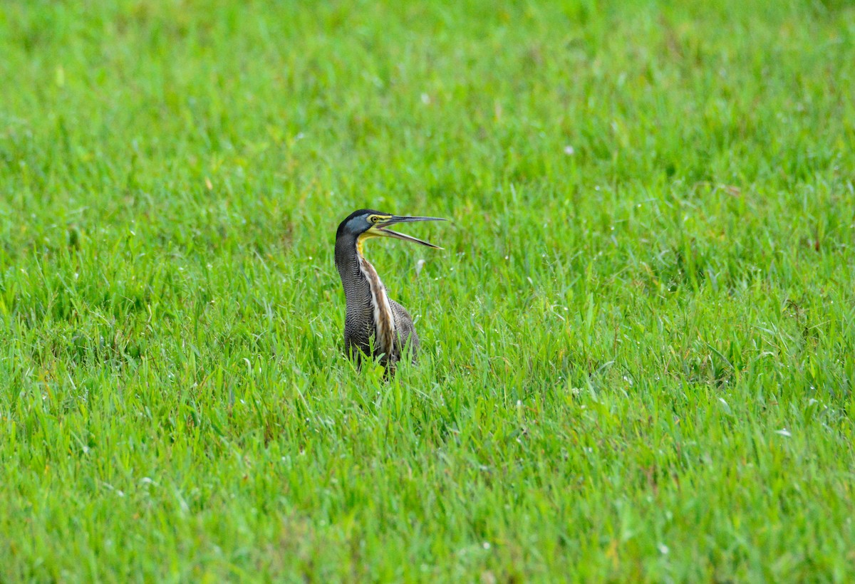 Bare-throated Tiger-Heron - ML646452544