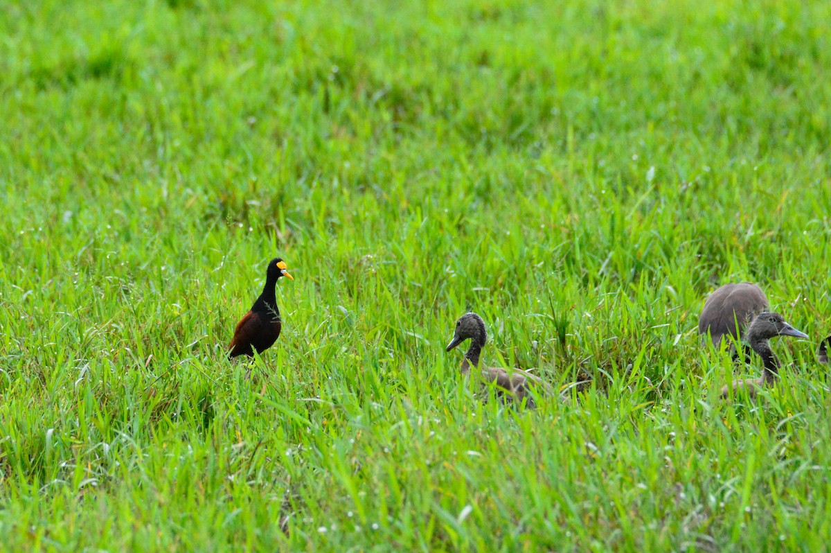 Northern Jacana - ML646452548