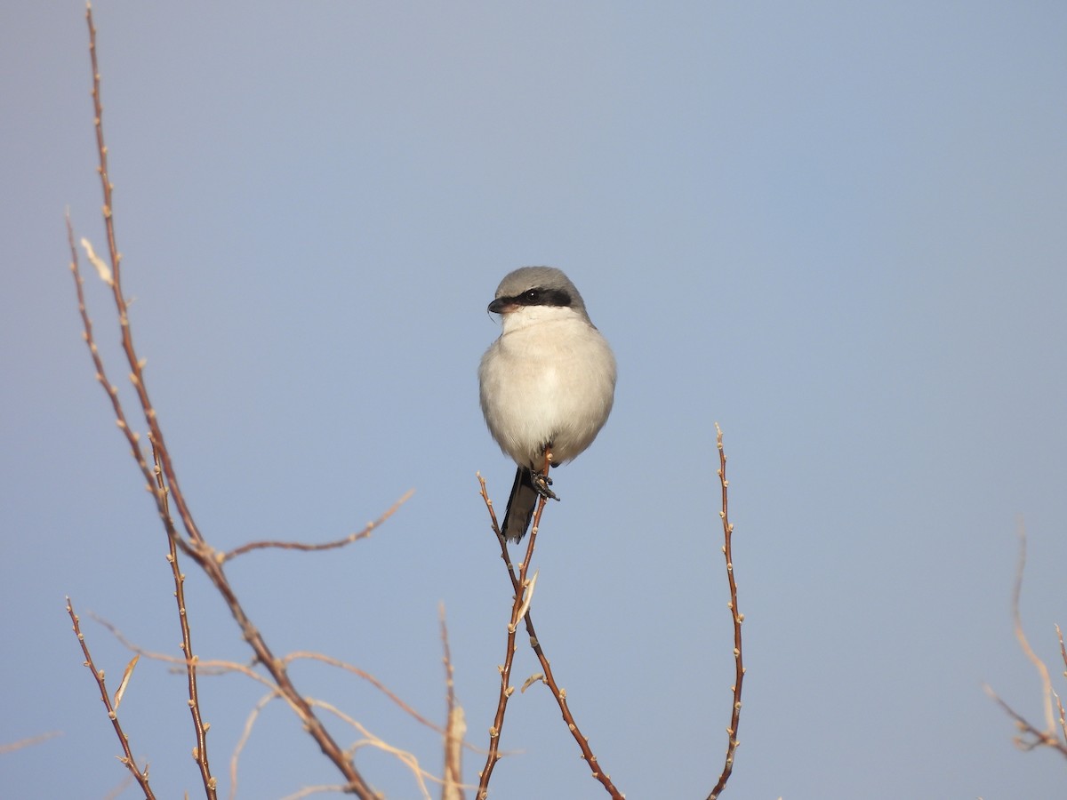 Loggerhead Shrike - ML646452550
