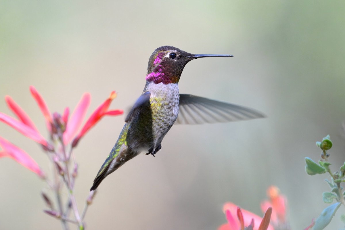 Anna's Hummingbird - ML646452551