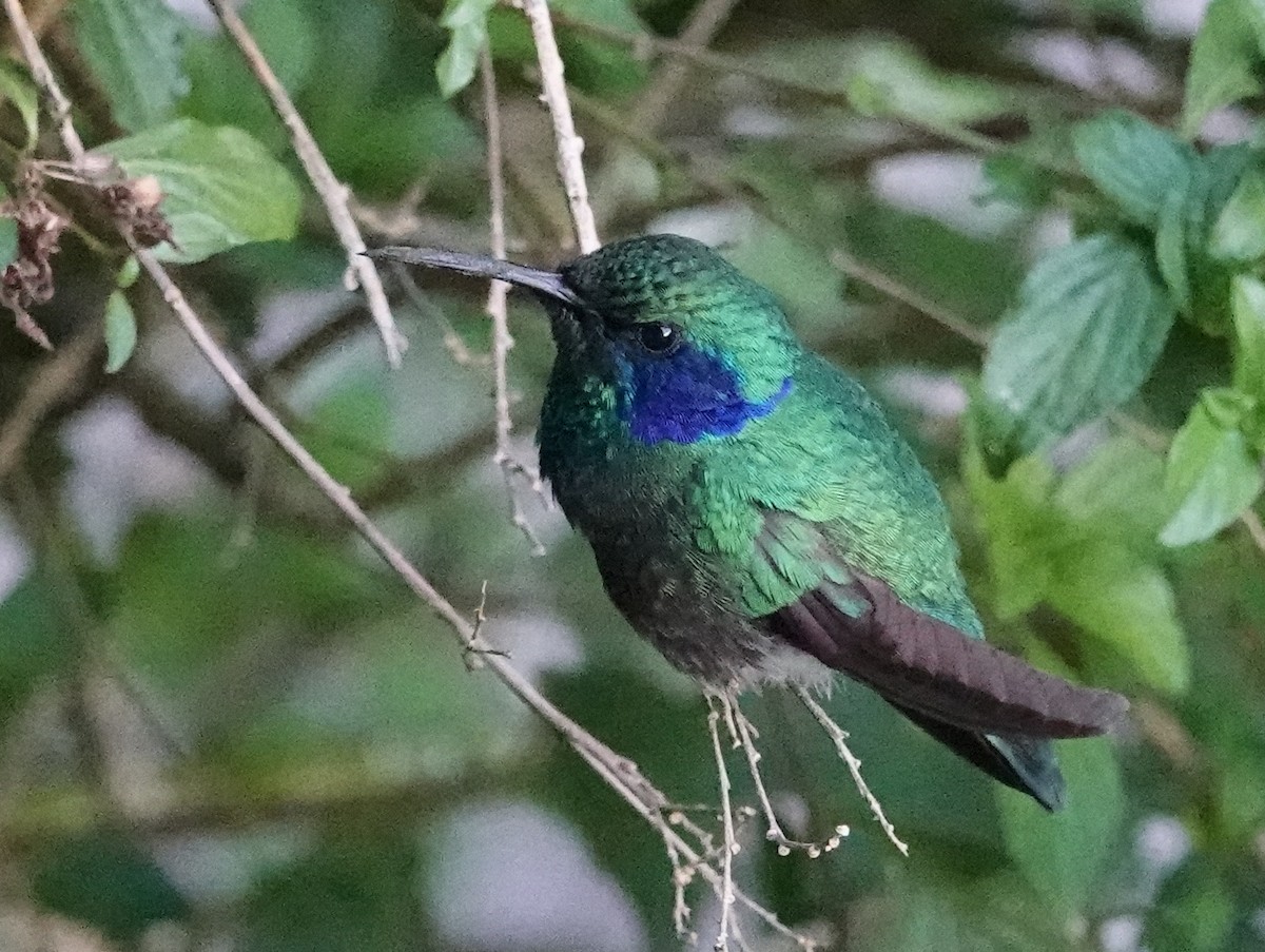 kolibřík modrouchý (ssp. cabanidis) - ML646452552