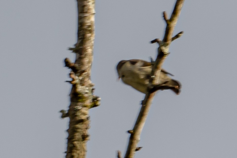 Pale-billed Flowerpecker - ML646452553