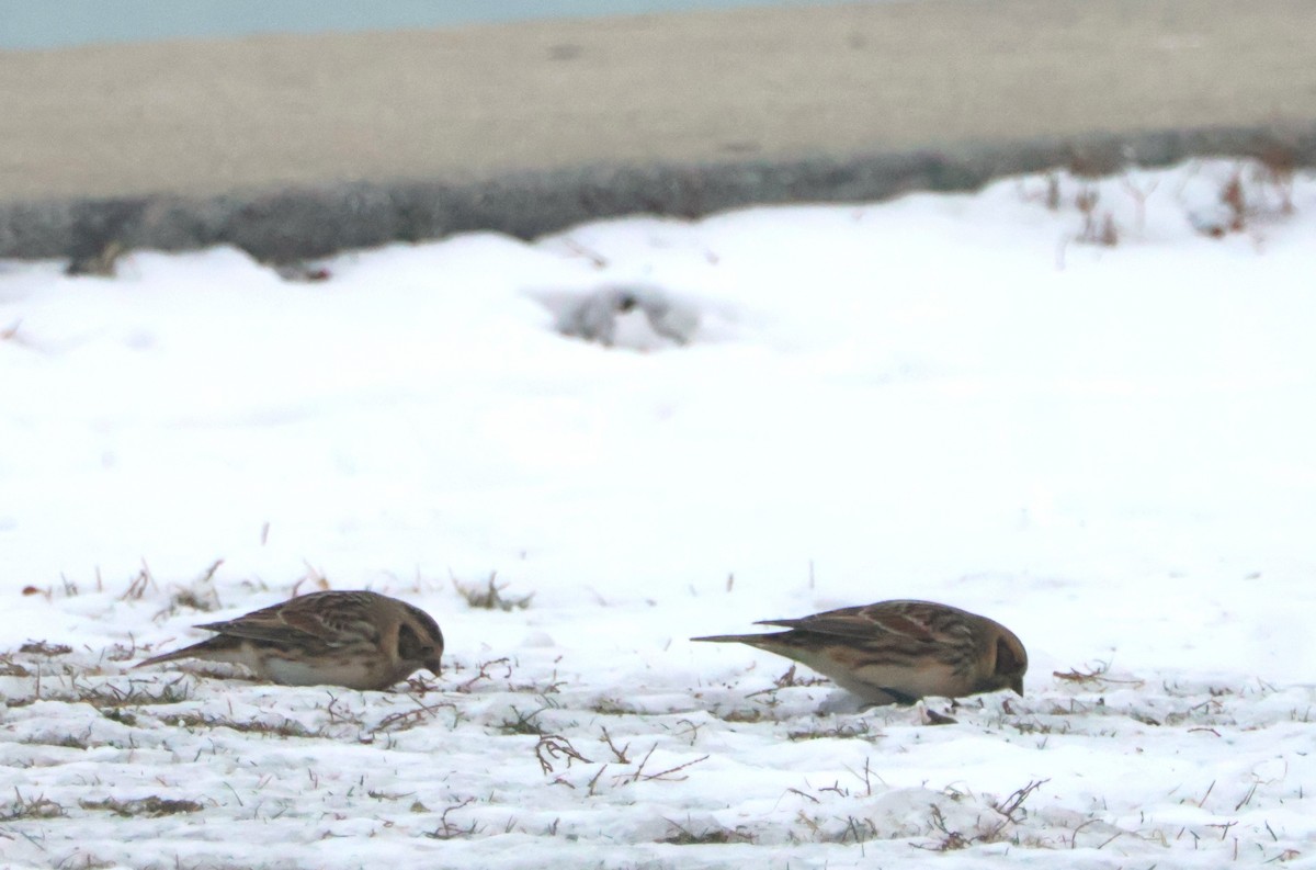 Lapland Longspur - ML646452554
