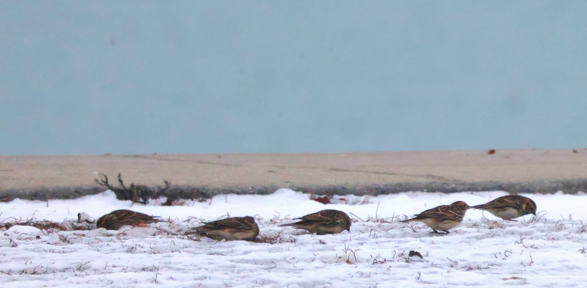 Lapland Longspur - ML646452555