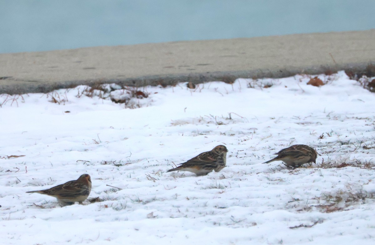 Lapland Longspur - ML646452556