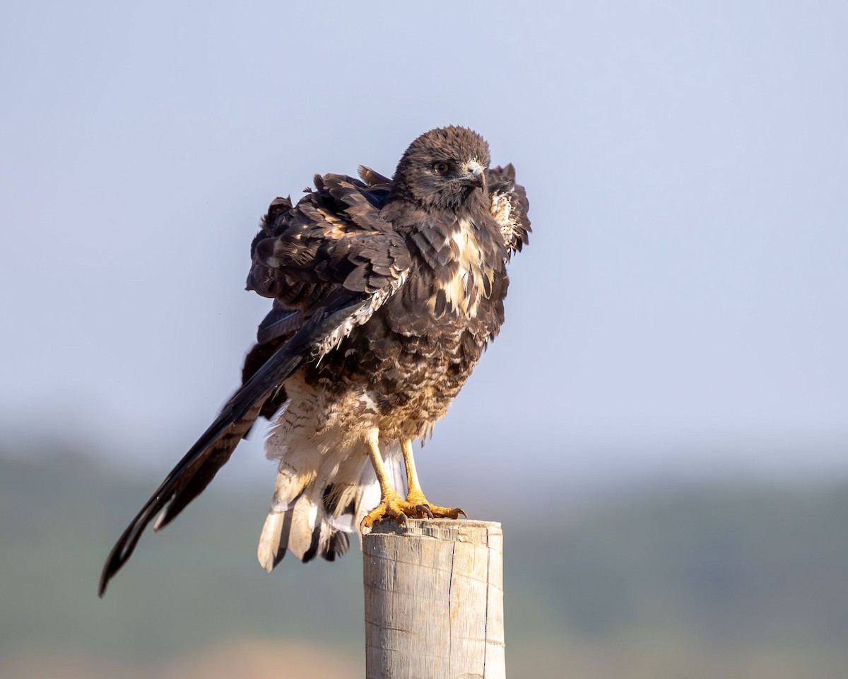 White-tailed Hawk - ML646452557