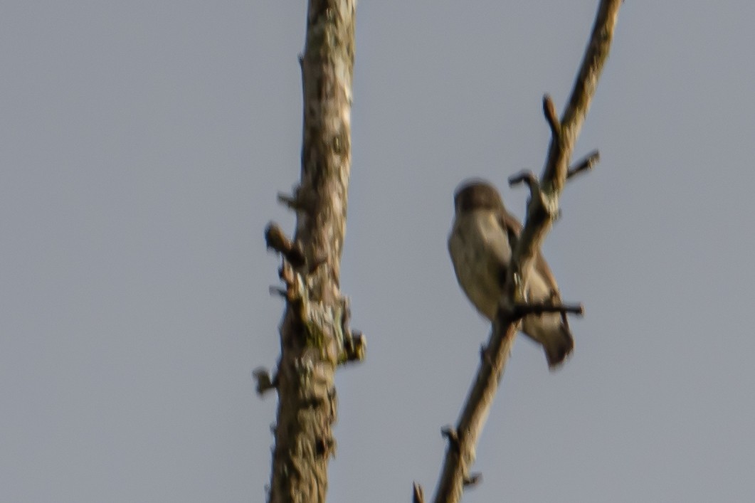 Pale-billed Flowerpecker - ML646452563