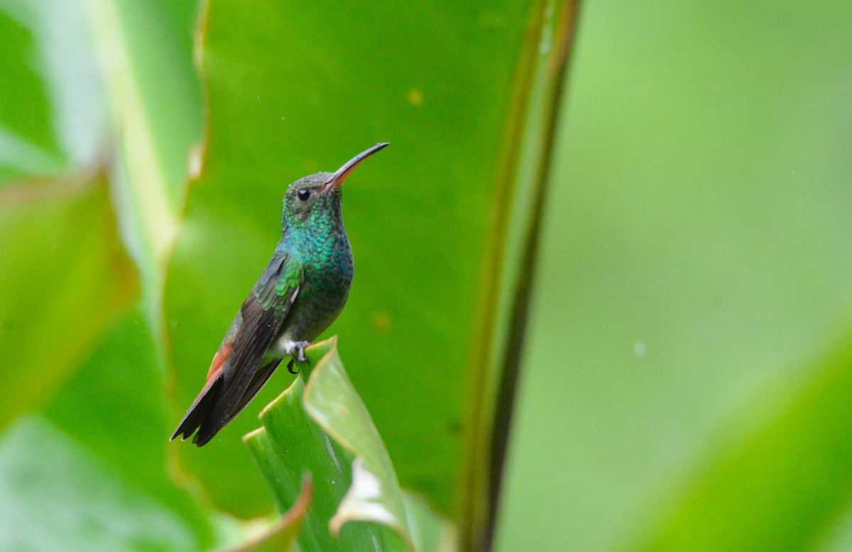 Rufous-tailed Hummingbird - ML646452564