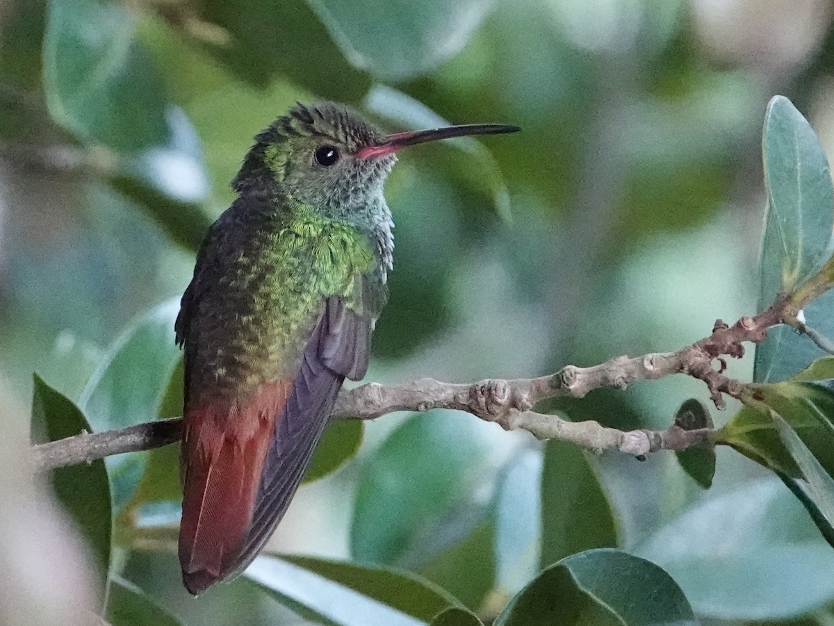 kolibřík rezavoocasý [skupina tzacatl] - ML646452568