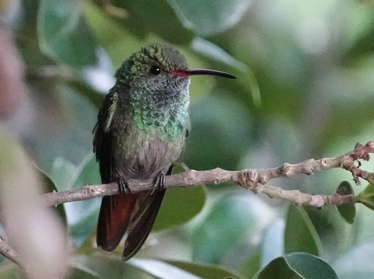 kolibřík rezavoocasý [skupina tzacatl] - ML646452569