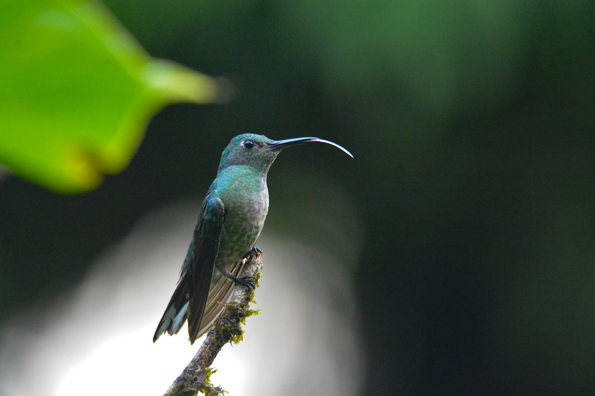 Scaly-breasted Hummingbird - ML646452571